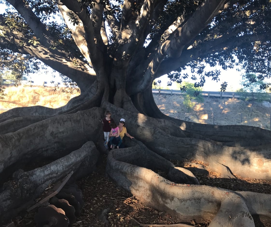 moreton-bay-fig-in-spring-valley-california